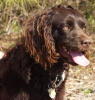 Hollow Creek's Allie-gator