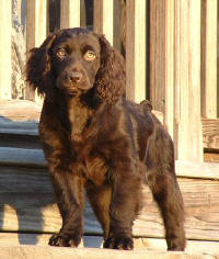 Roxy