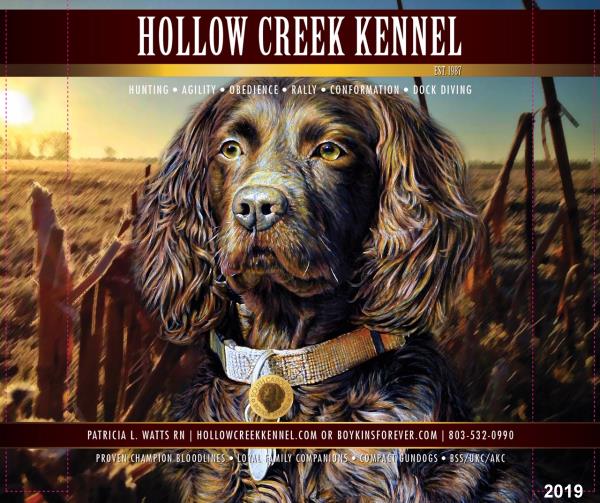 Boykin spaniel outlet kennels